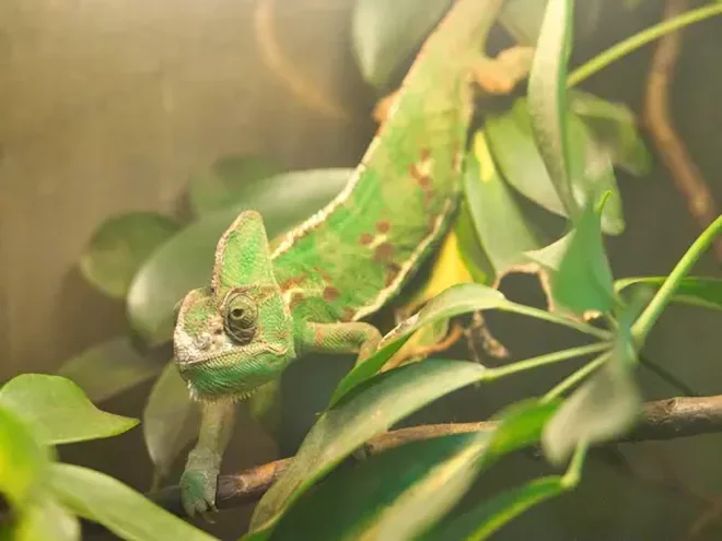 Chameleon jemenský